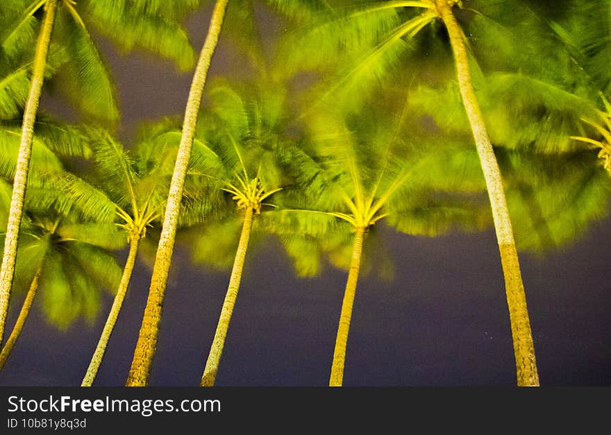 A palm tree under a starry sky