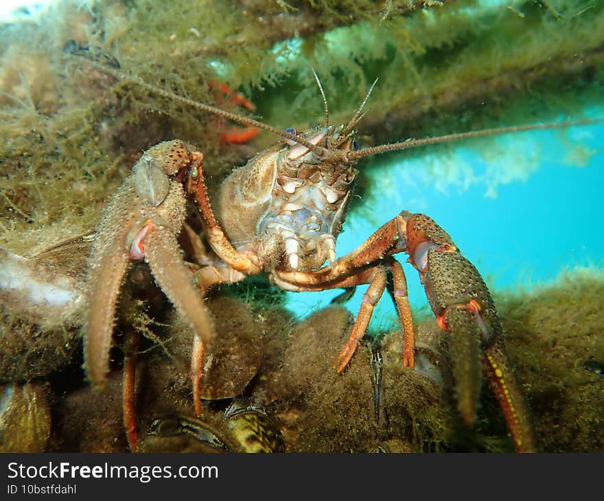 Closeup of a Noble crayfish in a lake under the lights in Germany