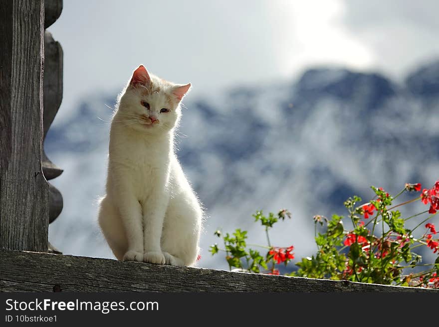 Selective focus of a fluffy adorable white cat on a wooden balcony in the Austrian Alps