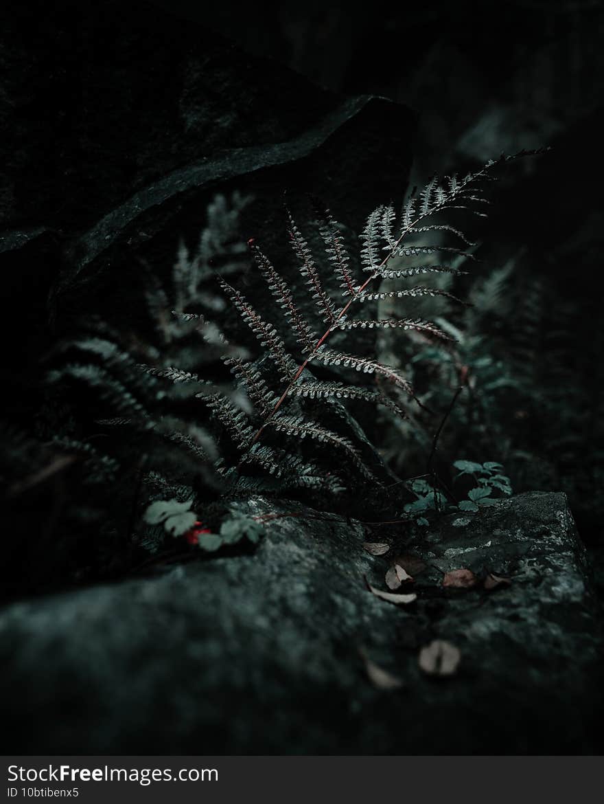 Closeup of bracken in moody colors - perfect for wallpapers