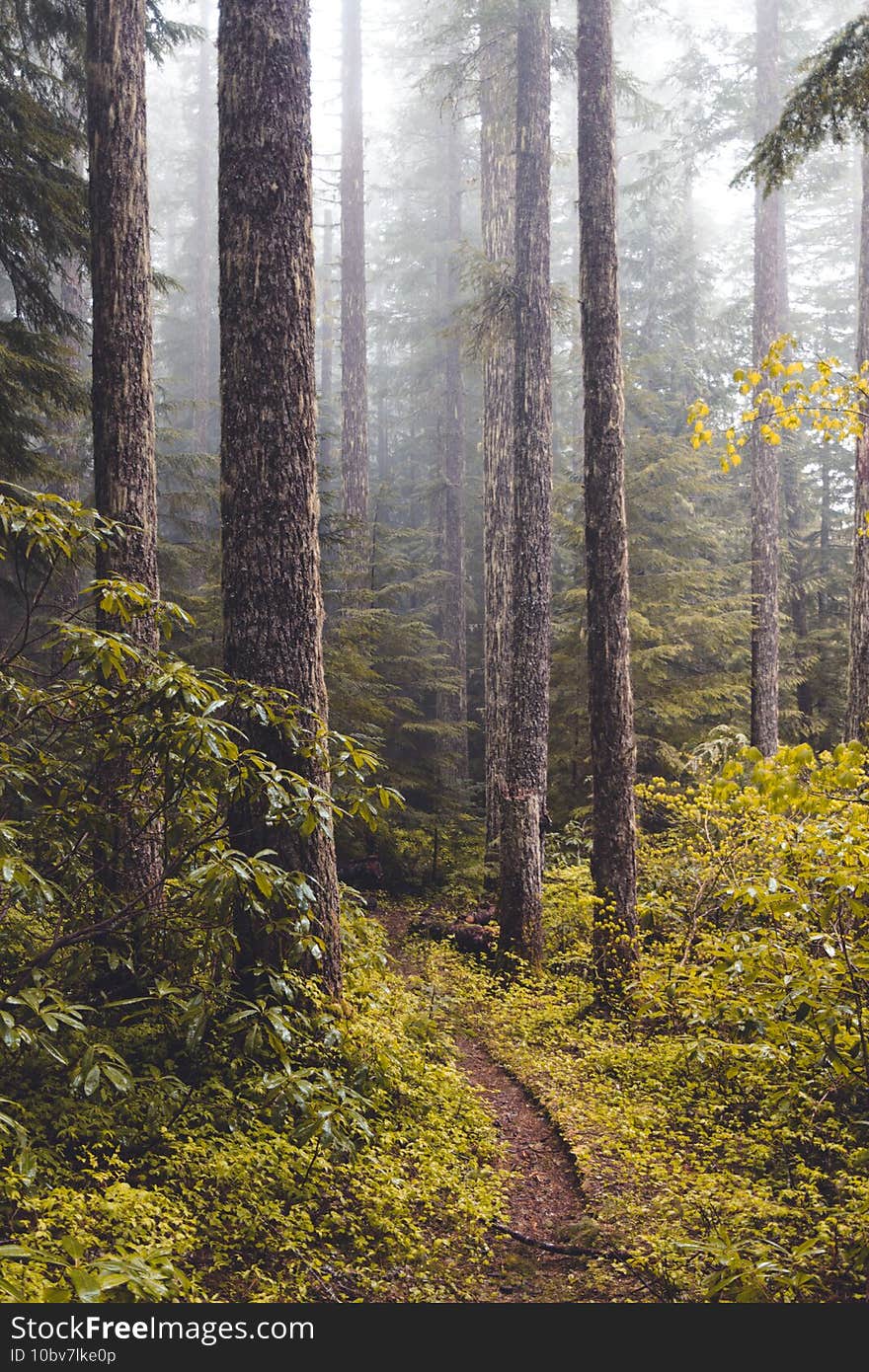 A vertical shot of a narrow pathway in a forest covered in trees and fog