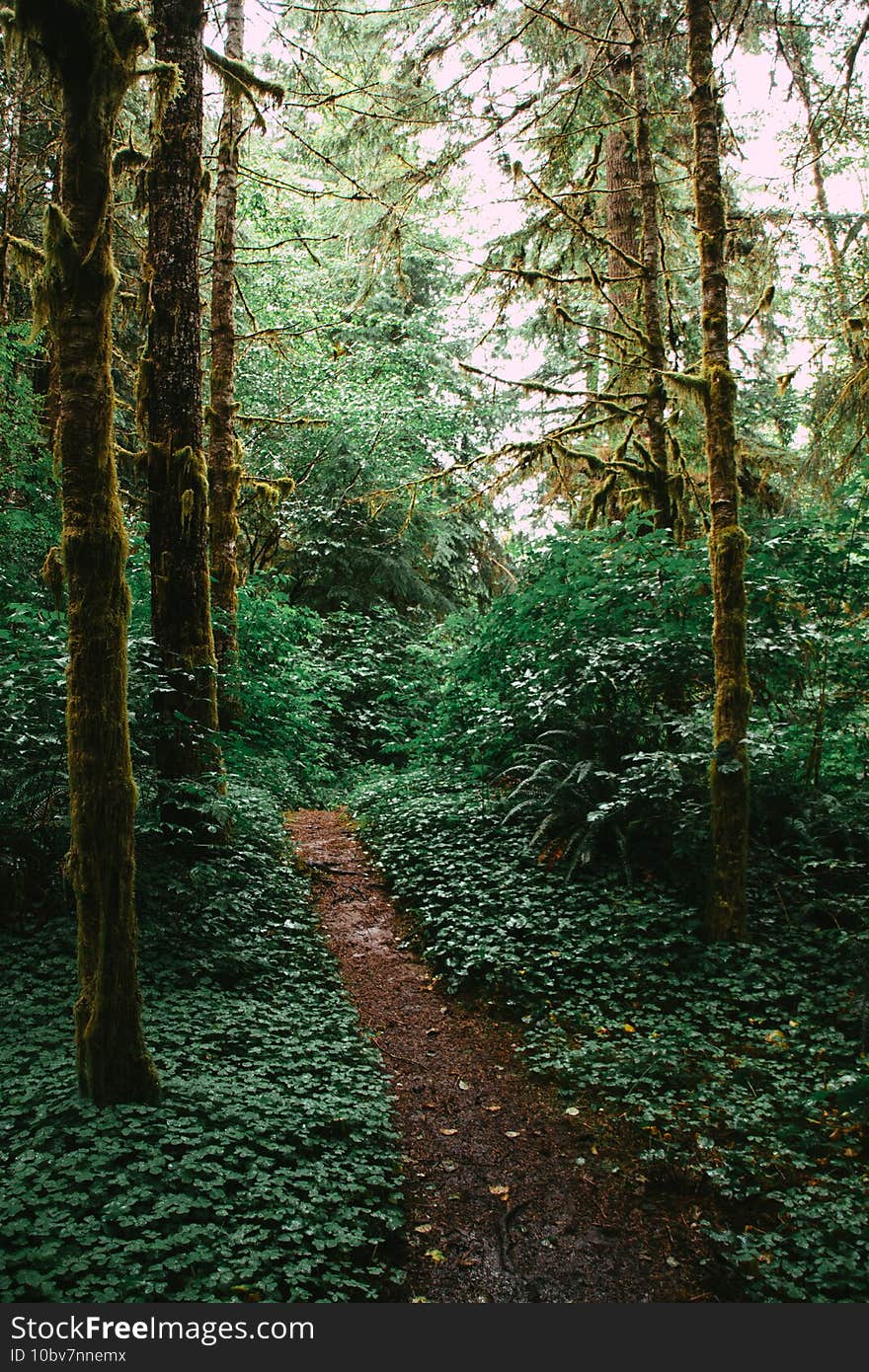 A vertical shot of a narrow pathway in a forest covered in greenery