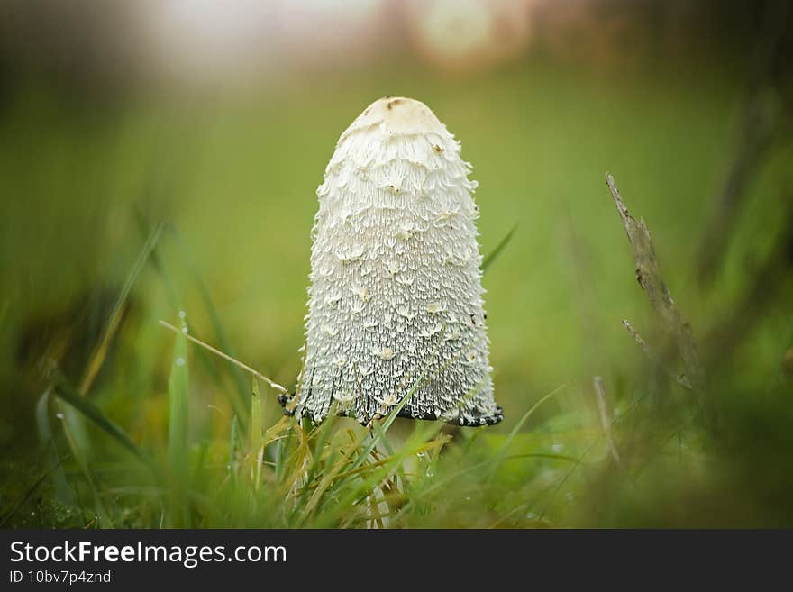 Closeup shot of a white long mushroom in green grass