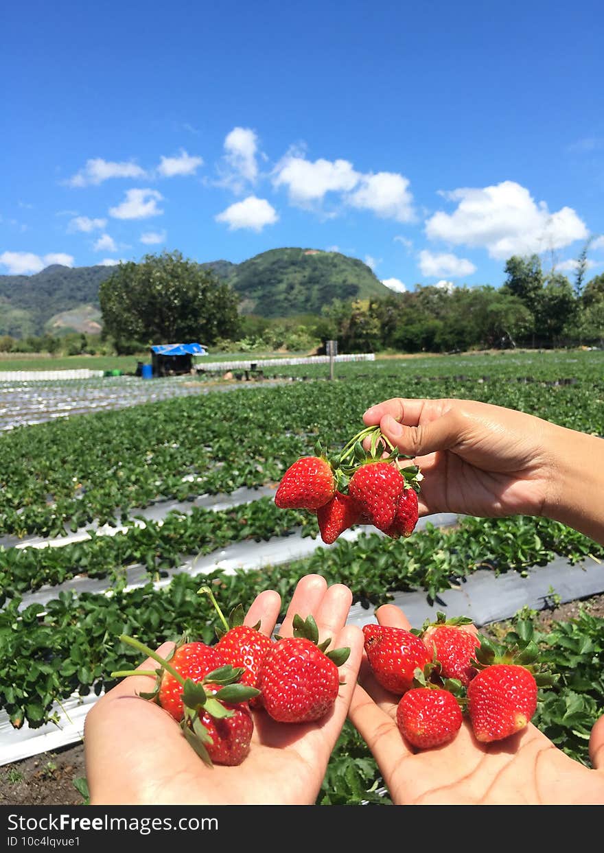 Strawberry garden view