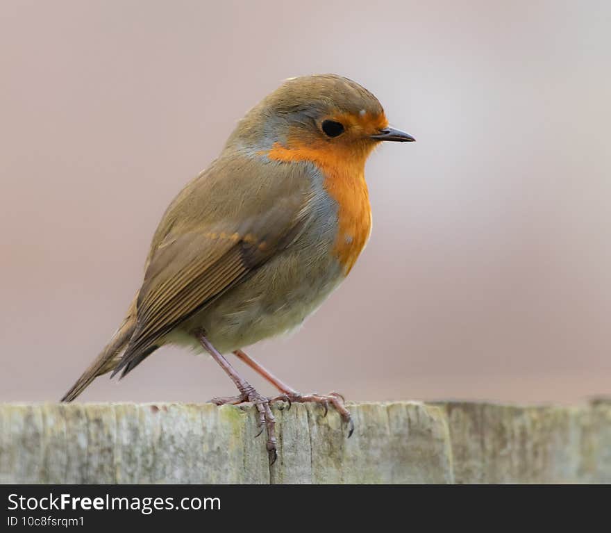 Shallow focus shot of a colorful robin bird perching on a wooden surface