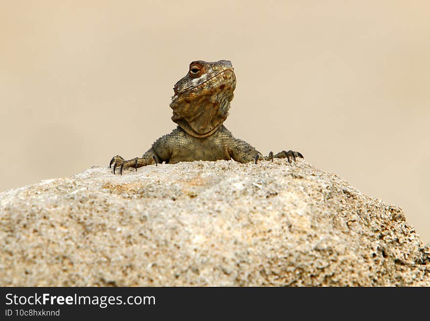 A lizard sits on a large stone on the shores of the Mediterranean Sea and bask in the sun