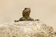 A Lizard Sits On A Large Stone On The Shores Of The Mediterranean Sea And Bask In The Sun Stock Photos