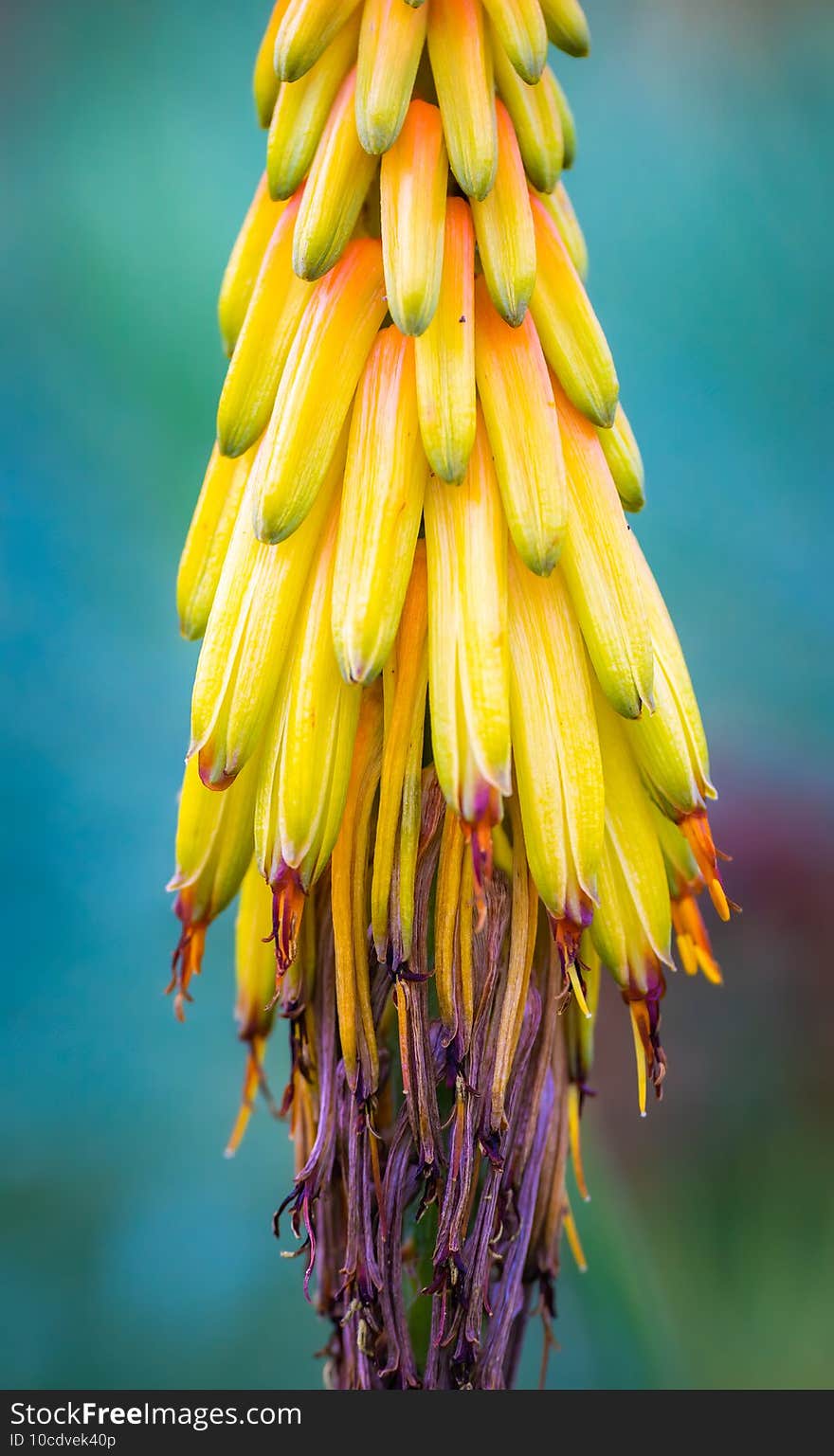 Vertical shot of the Aloe vera blooming yellow flower