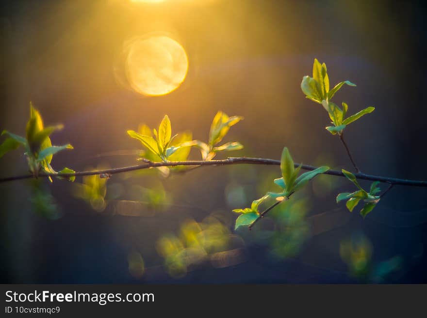 lovely spring nature background of first spring leaves. lovely spring nature background of first spring leaves