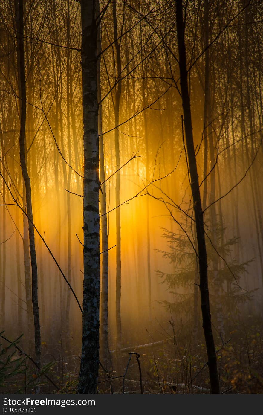 sunrise in forest  nature beauty