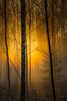 Sunrise In Forest  Nature Beauty Royalty Free Stock Images