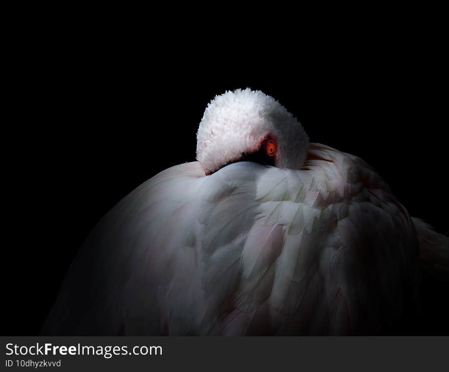 Closeup shot in the eye of the flamingo