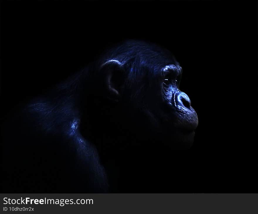 Closeup shot of Chimpanzee in the dark Schimpanse_im_Dunklen