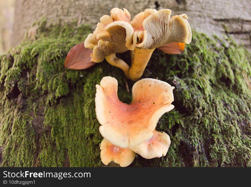 Closeup of cantharellus formosus mushrooms growing on a rock covered in mosses