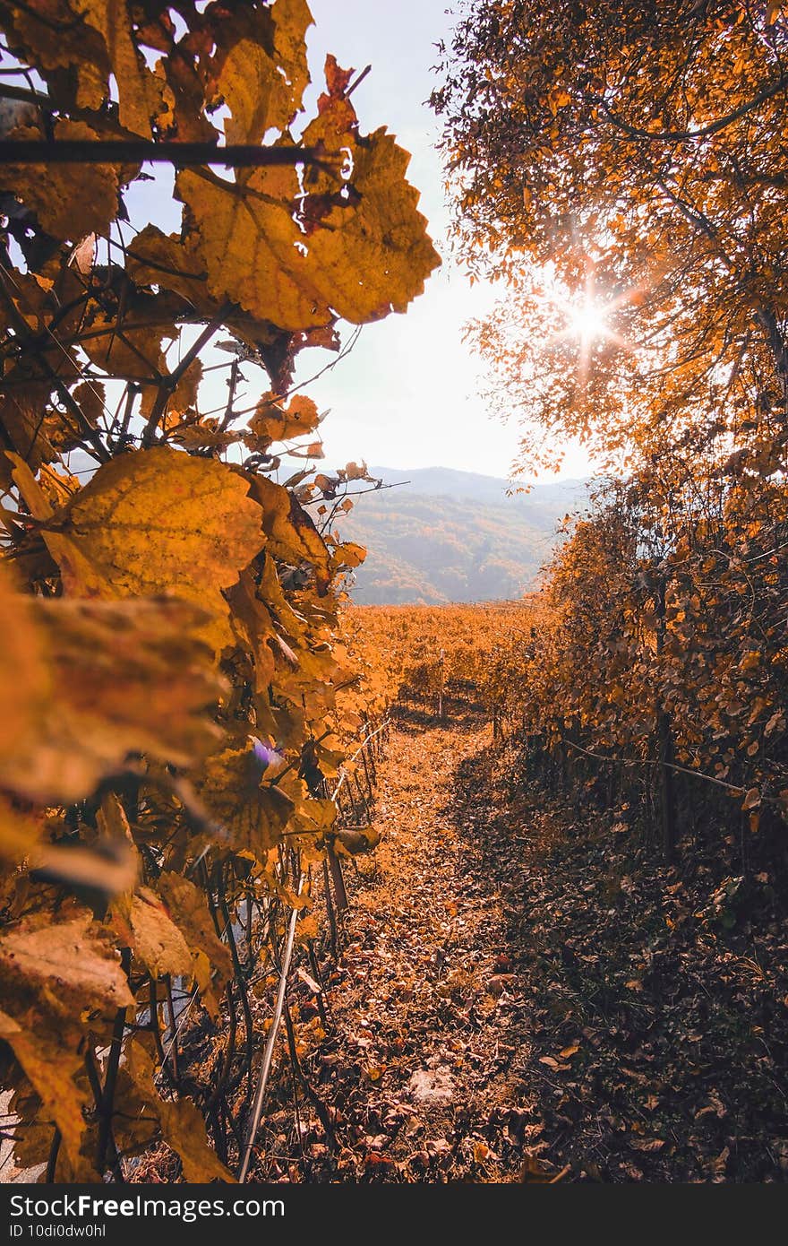 Vertical shot of a path through the park on an autumn day