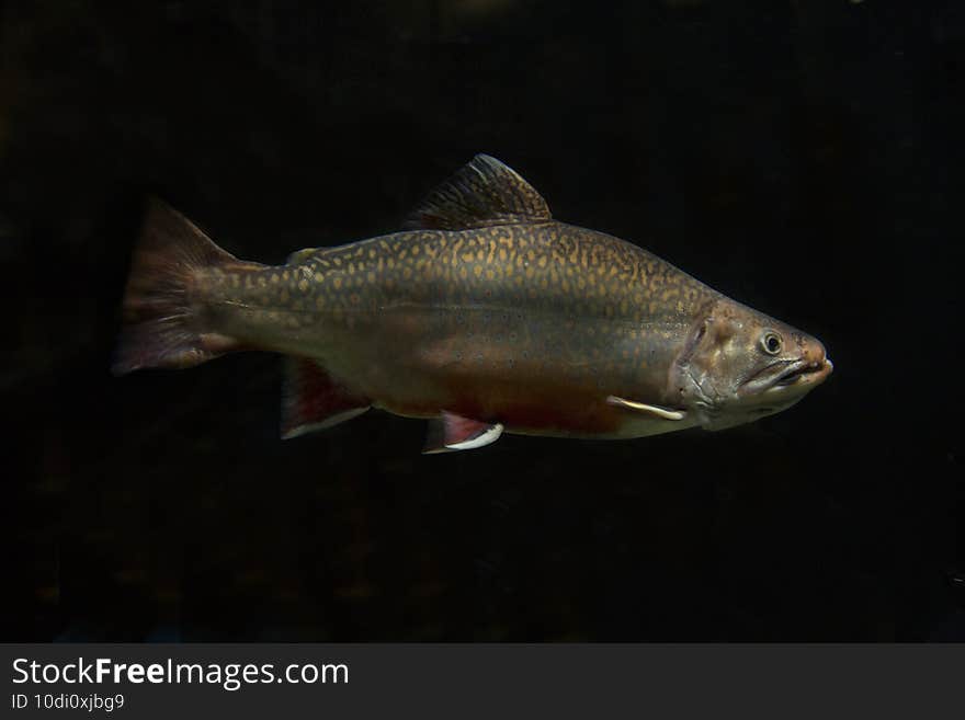 The Brown trout  Salmo trutta.