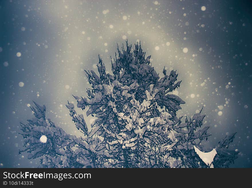 snow falling heavily from the sky on the trees and its branches. snow falling heavily from the sky on the trees and its branches