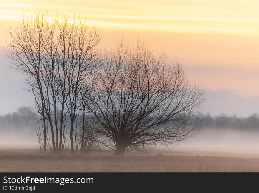 Trees silhouette in the fog at early morning