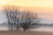 Trees Silhouette In The Fog At Early Morning Royalty Free Stock Photography