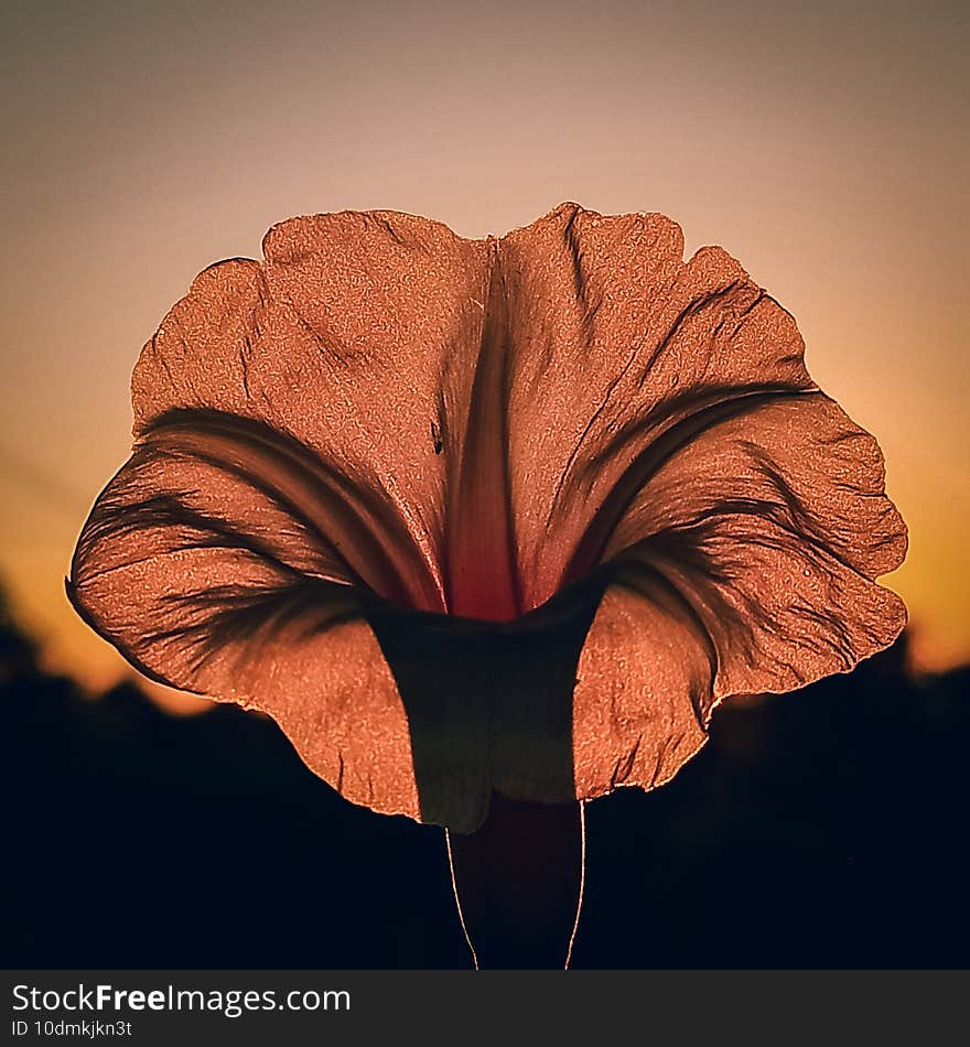 Flower image in evening. Flower image in evening.