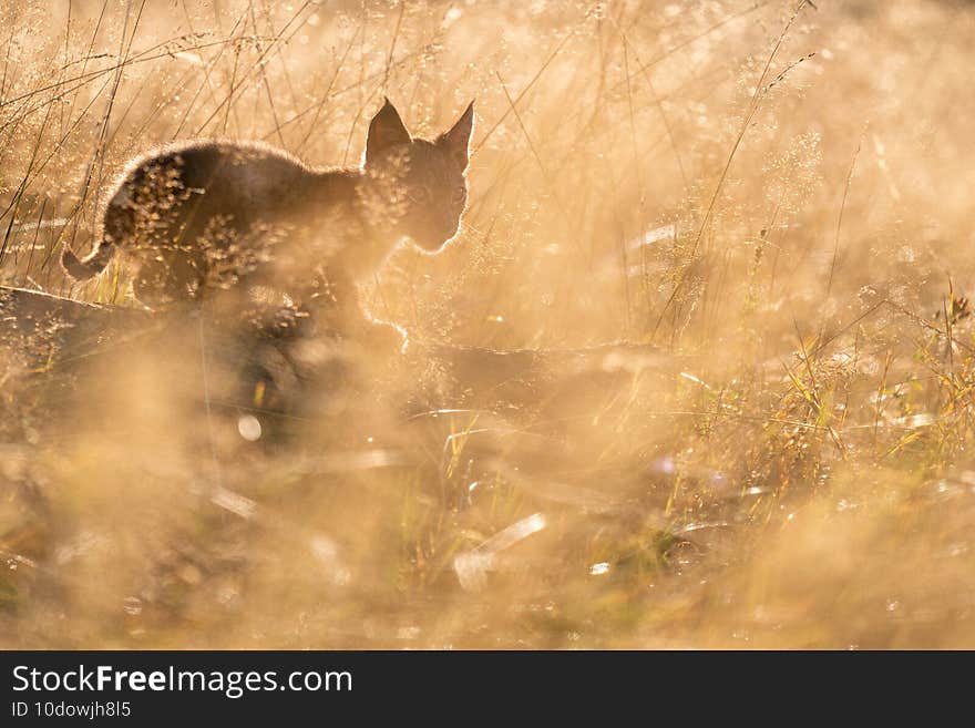 Cute small lynx cub in the morning yellow sunlight in the grass. Focused small baby animal.