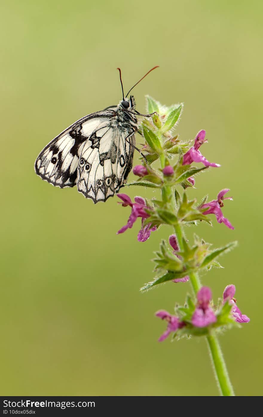 Butterfly Melanargy Galatea sits on a summer day on a  field flower