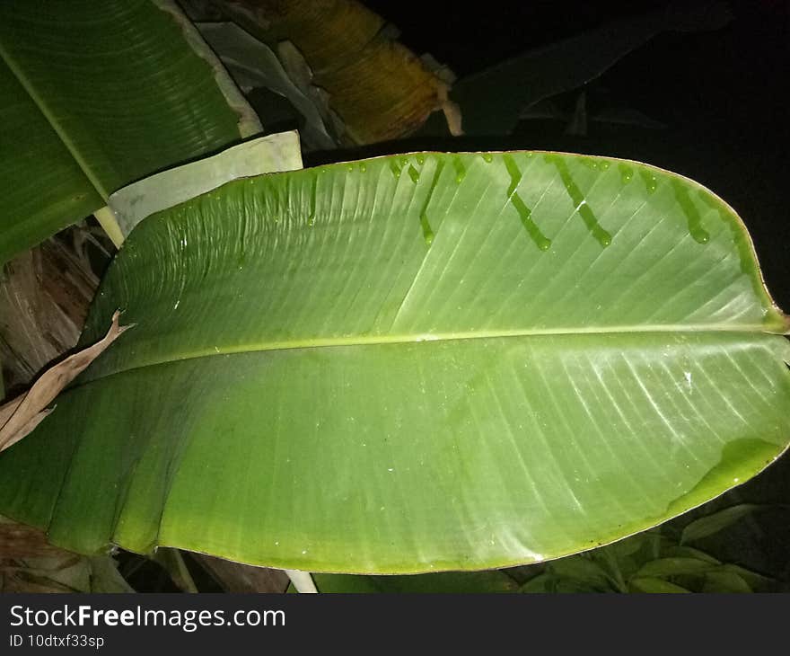 Banana leaf in night with black background .its cool night