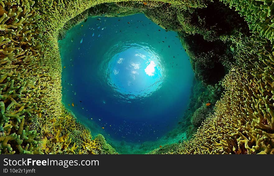 Coral reef and tropical fish. Philippines.