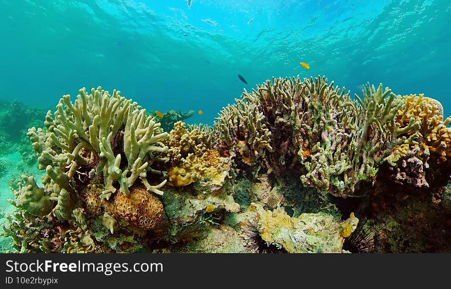 Coral reef and tropical fish. Philippines.