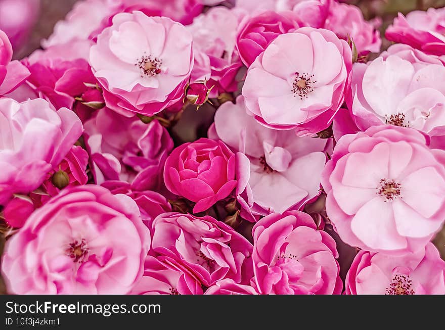 Beautiful cluster of flowers - pink roses background