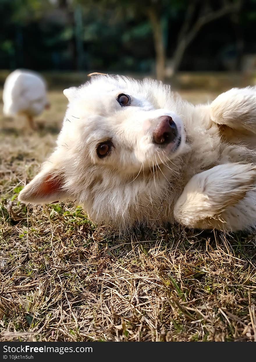 A small white dog playing in a park.