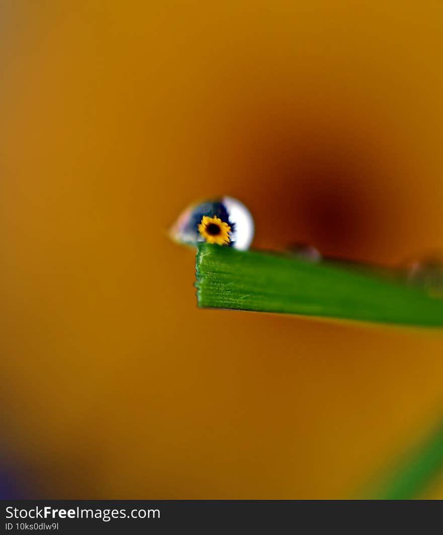 Flower inside a rain drop, sunflower inside a drop