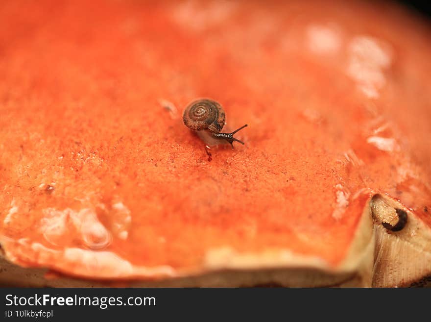 A Little Snail Is Crawling Over The Mushroom