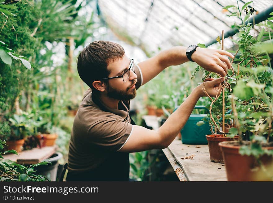 Young man gardener environmentalist caring for plants in greenhouse