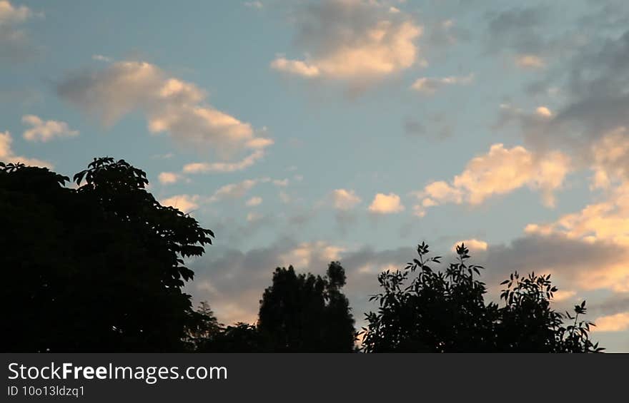 Clouds like feathers and trees. Beautiful evening clouds and the wind shakes the trees.