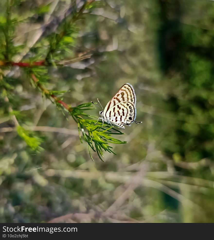 Common grey butterfly.