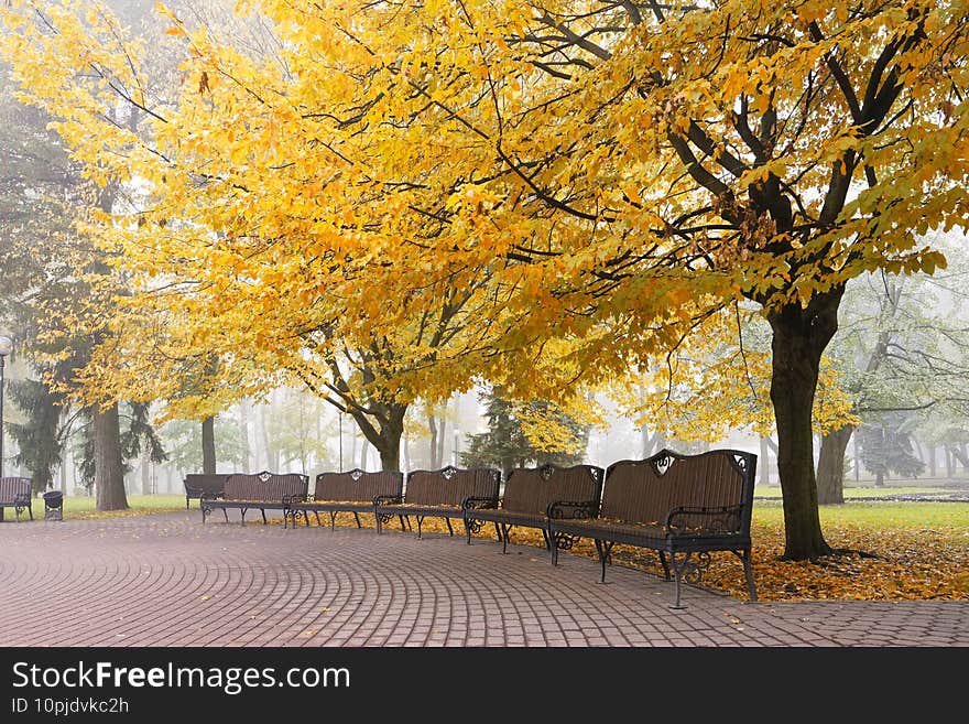 Colorful autumn bench in the city park in the early fog