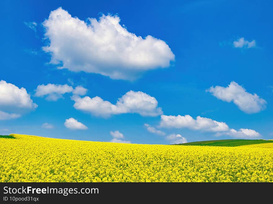 Beautiful shot of a bright yellow meadow with rapeseed and flowering canola, during daylight