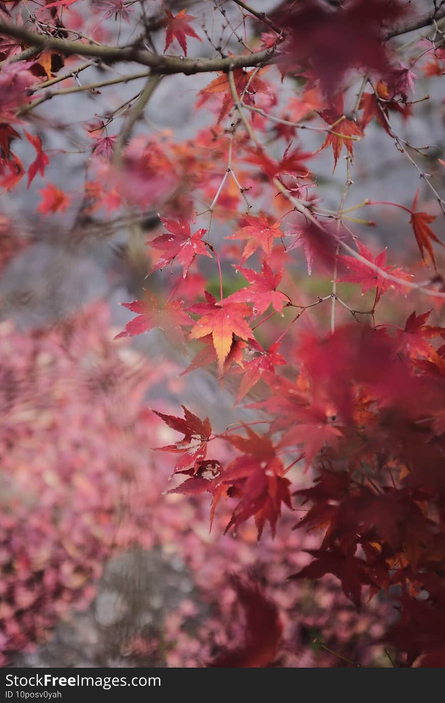 Selective focus of the growing beautiful Japanese red maple tree leaves on the branches in autumn