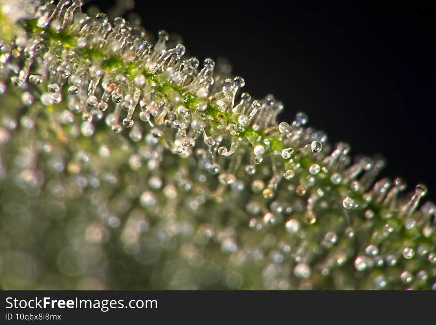 Trichomes on cannabis plant leaf