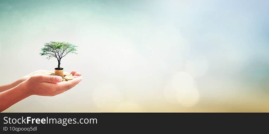 Human hands holding stacks of golden coins and growth tree