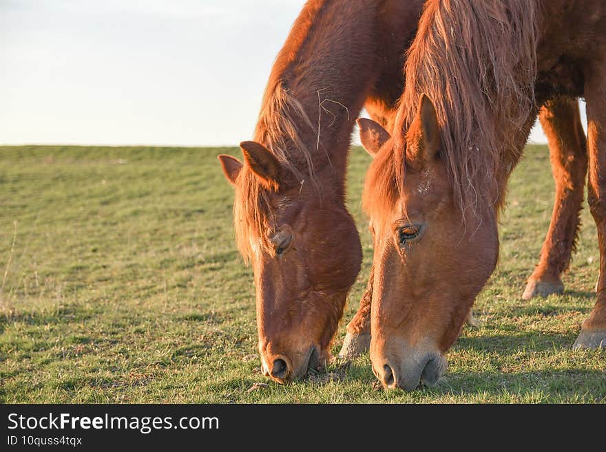 Close up image of a red bay horse grazing in summer pasture