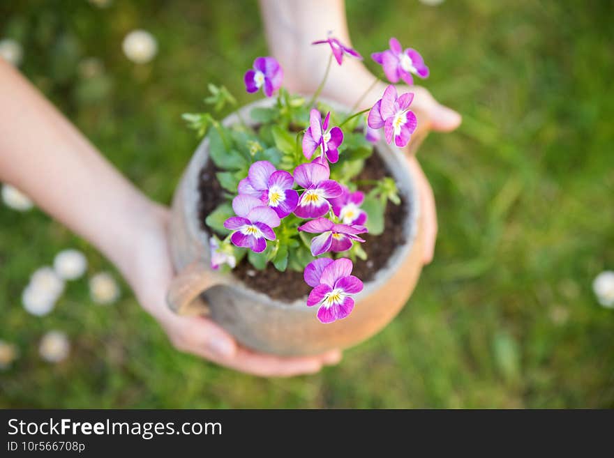 Beautiful purple pansies in the pot. Spring time.