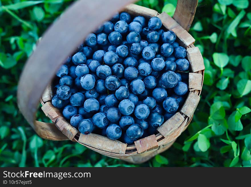 Fresh berries with leaves in basket. Harvesting blueberry