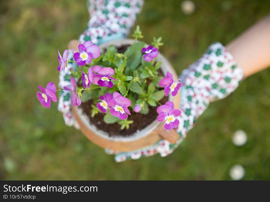 Beautiful purple pansies in the pot. Spring time.