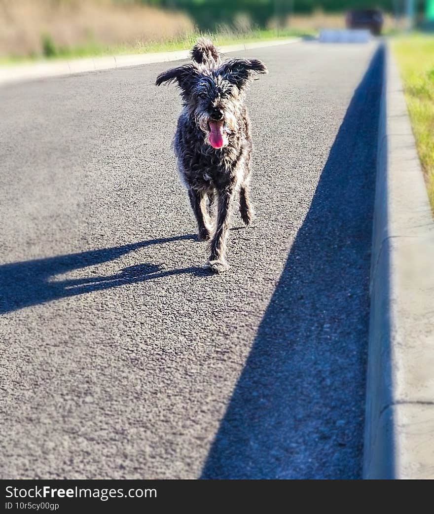 Cute gray shaggy fluffy dog with open mouth running on the road in sunny summer day. Walking the dog and taking care of pets