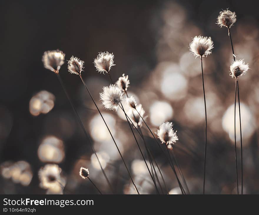 Cotton grass in the rays of sun on a swamp in northern Sweden.