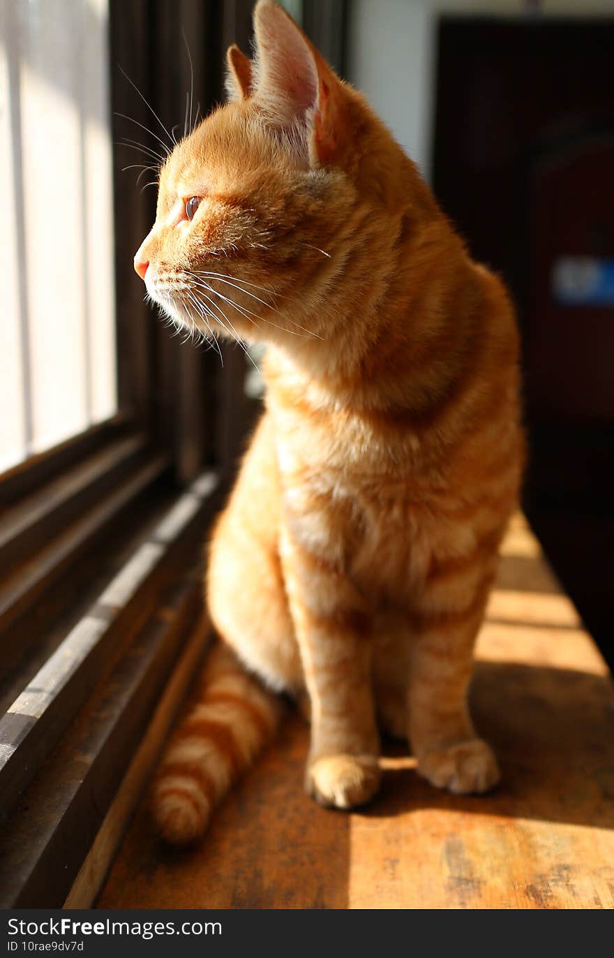 Lovely orange cat