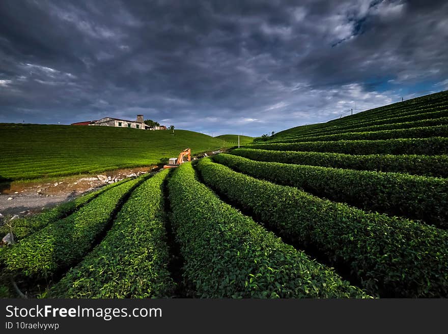 Morning on the tea field