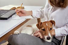 Woman Working At Home And Using Laptop. Online Education And E Learning Concept Stock Images